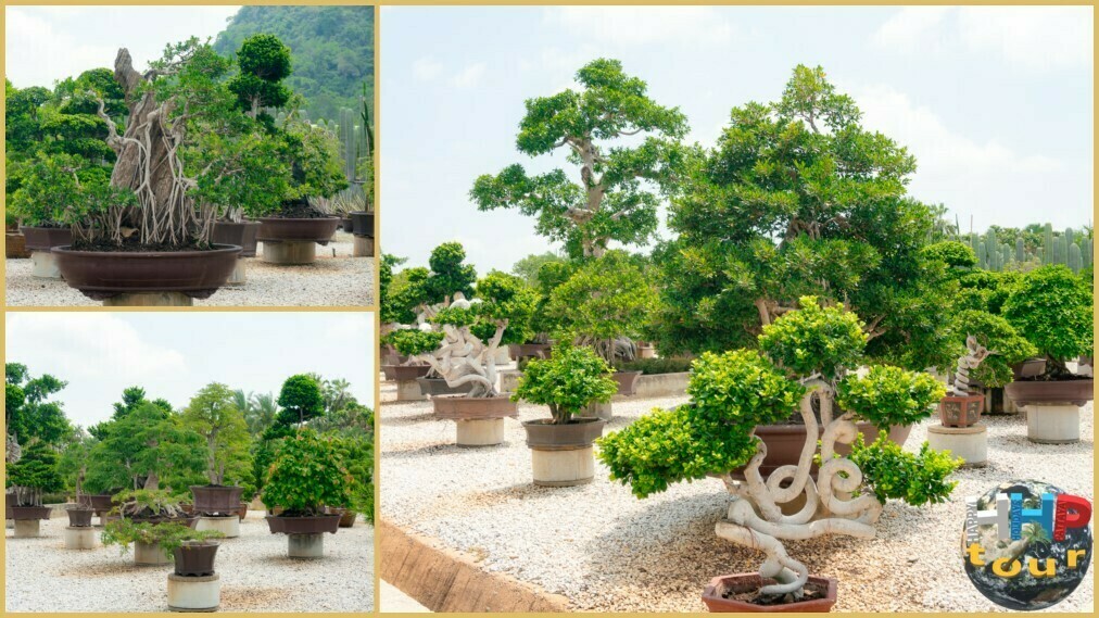 Сад бонсай в парке ландшафтного дизайна Нонг Нуч. Каждое деревце — это плод долгих лет ухода.