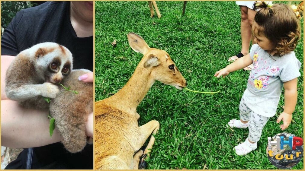 Маленькая девочка кормит оленя справа, слева медленный лори из отряда приматов. Зоопарк Кхао Кхео на экскурсии Тайское Сафари.