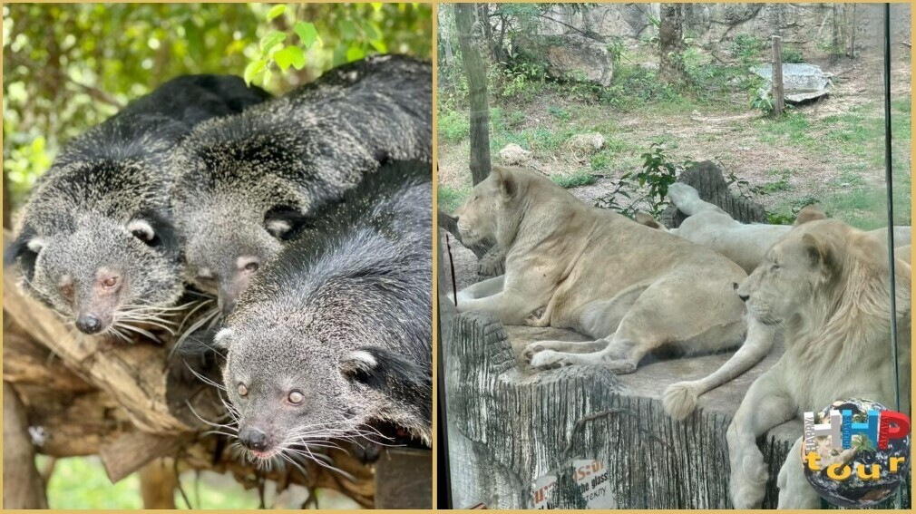 Львы справа и слева бинтуронги изестные как медвекот. Зоопарк Кхао Кхео на экскурсии Тайское Сафари.