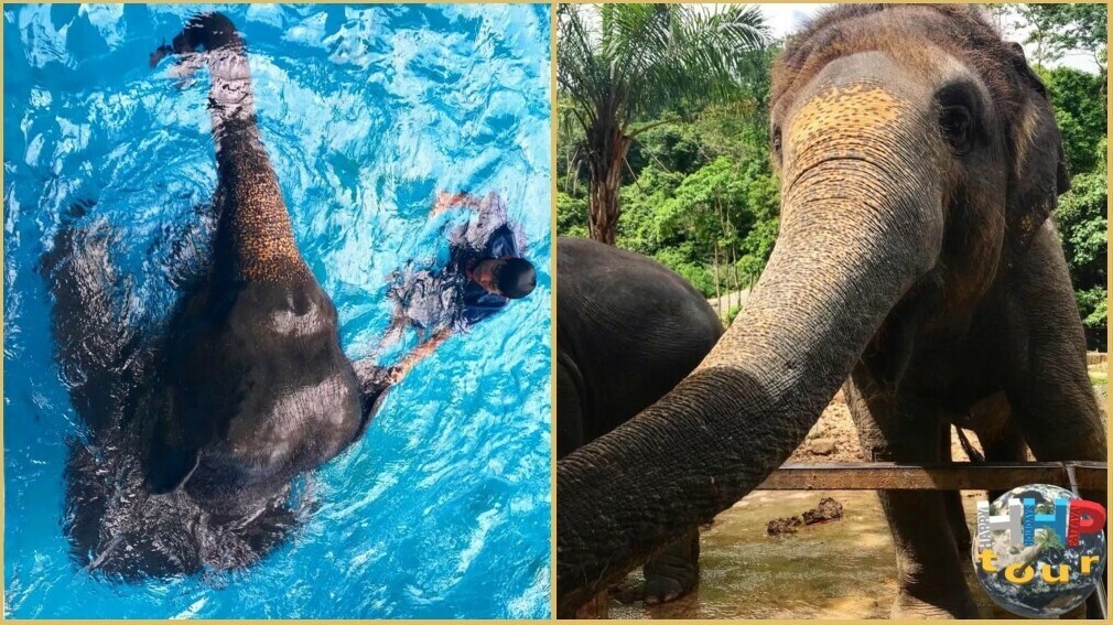 Кормления слона справа, шоу купание слона слева. Зоопарк Кхао Кхео на экскурсии Тайское Сафари.