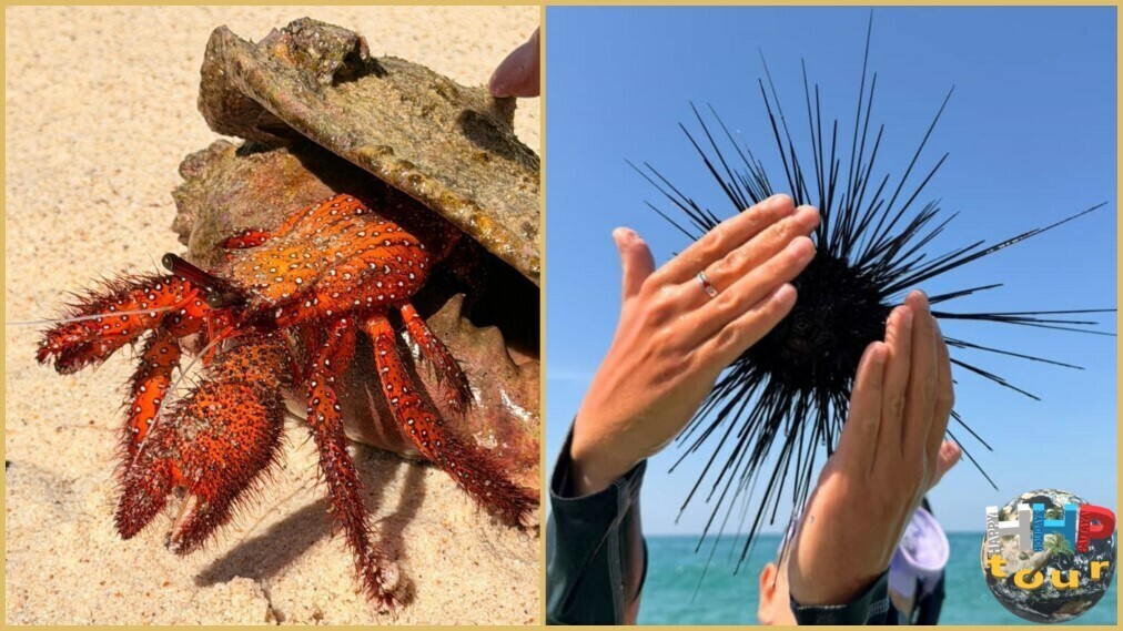 Остров Paradise. Крабик на берегу и морской ёж в руках.