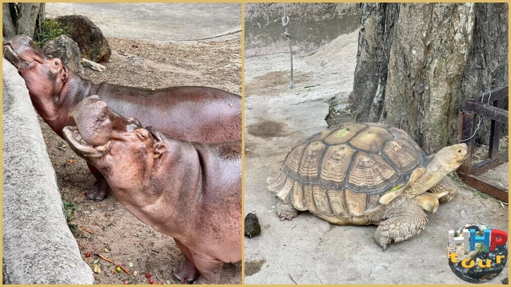 Шпороносная черепаха справа и слева бегемоты в ожидании кормёжки. Зоопарк Кхао Кхео на экскурсии Тайское Сафари.