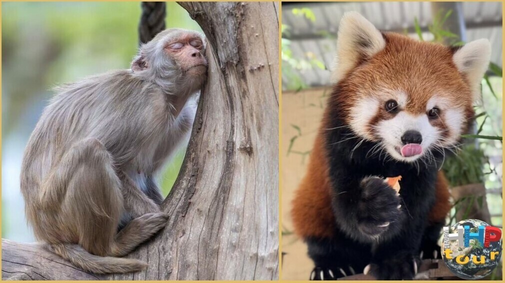 Малая панда справа и слева вид макак которые спят сидя. Зоопарк Кхао Кхео на экскурсии Тайское Сафари.