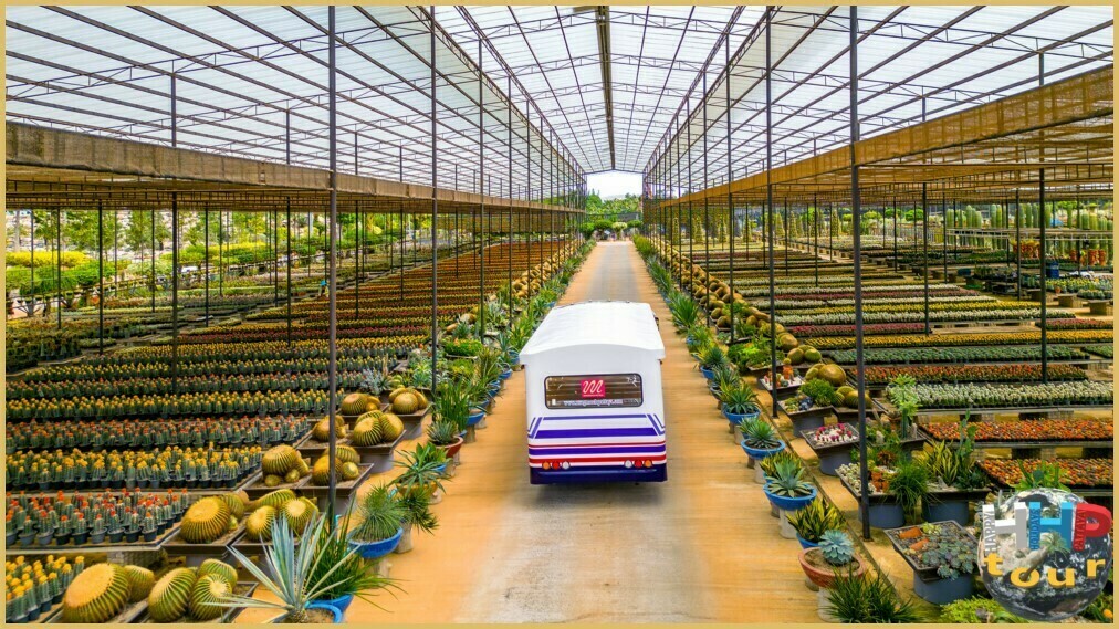 В Паттайском парке Нонг Нуч, насчитывается тысячи экземпляров кактусов со всего мира и местных видов в том числе.