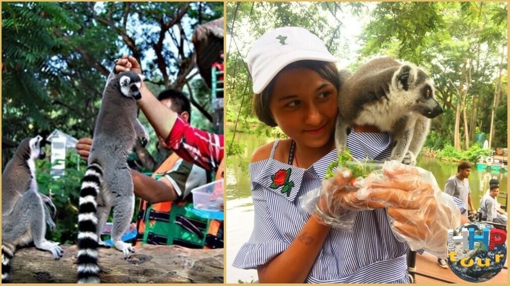 Кормление кольцехвостых лемуров на острове. Зоопарк Кхао Кхео на экскурсии Тайское Сафари.