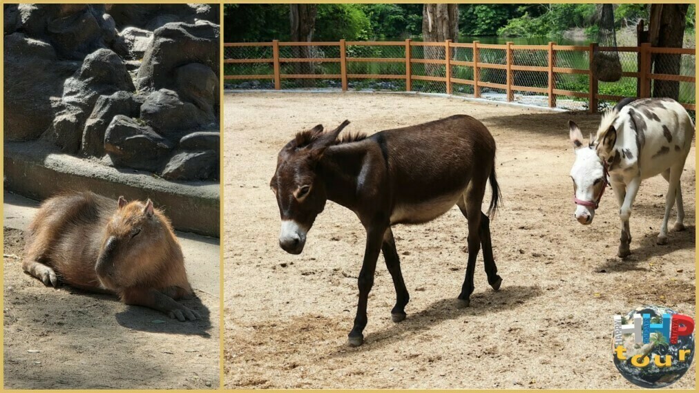 Капибара и ослики в контактном зоопарке на экскурсии Квай Сафари и Каньон Летающего Дракона.