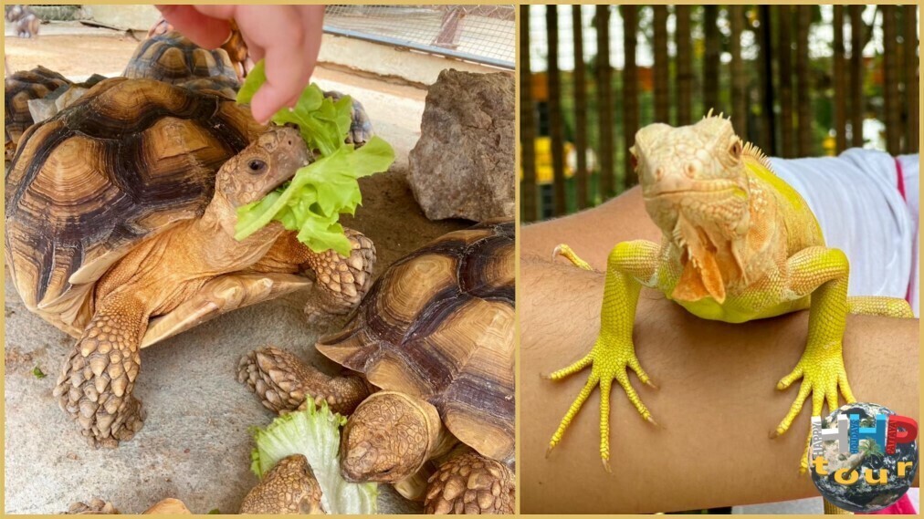 Альбиносная зелёная игуана справа и слева кормление шпороносной черепахи. Зоопарк Сири на экскурсии Тайское Сафари.