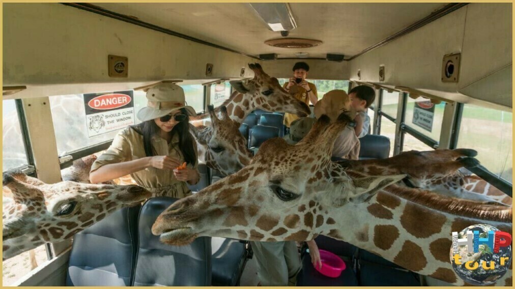 Кормление жирафов прямо в автобусе, в сафари-парке Канчанабури на двухдневной экскурсии Река Квай + Сафари.