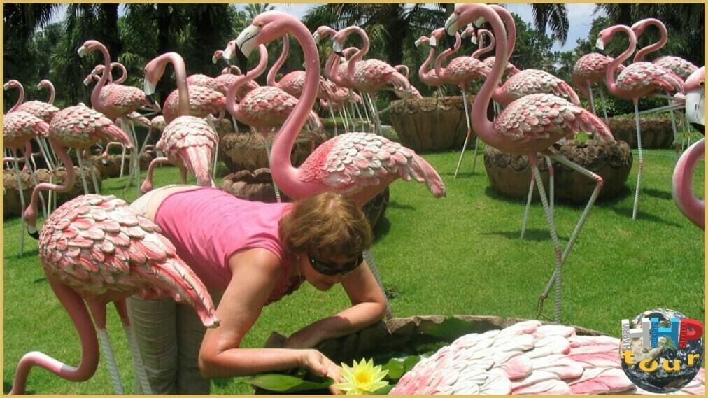 Поляна с розовыми фламинго в ботаническом саду Нонг Нуч Паттайя.