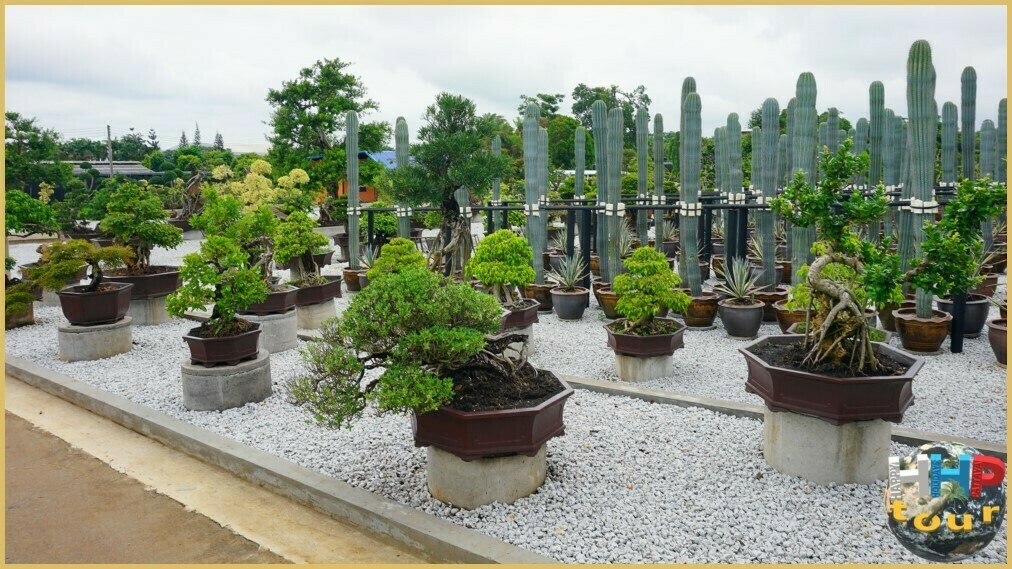 В парке Нонг Нуч проводятся занятия для новичков и ценителей бонсай.