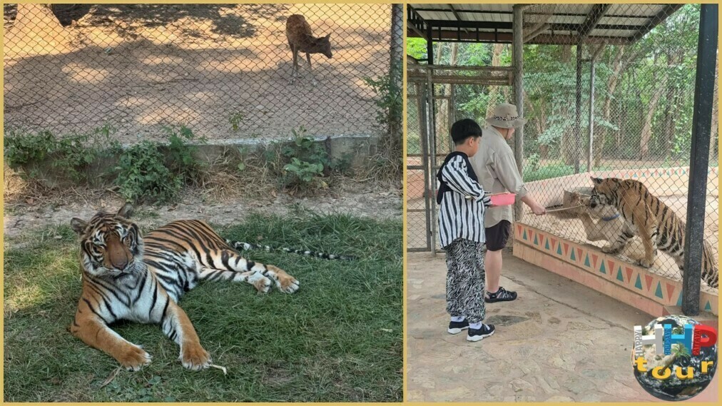 Экскурсия Квай Сафари и Каньон Летающего Дракона. Сафари-парк, кормление тигра.