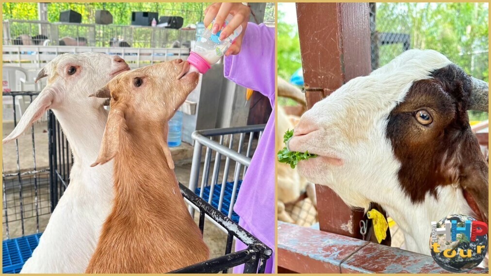 Кормление коз. Тигровый зоопарк Сири. Экскурсия Тайское Сафари.