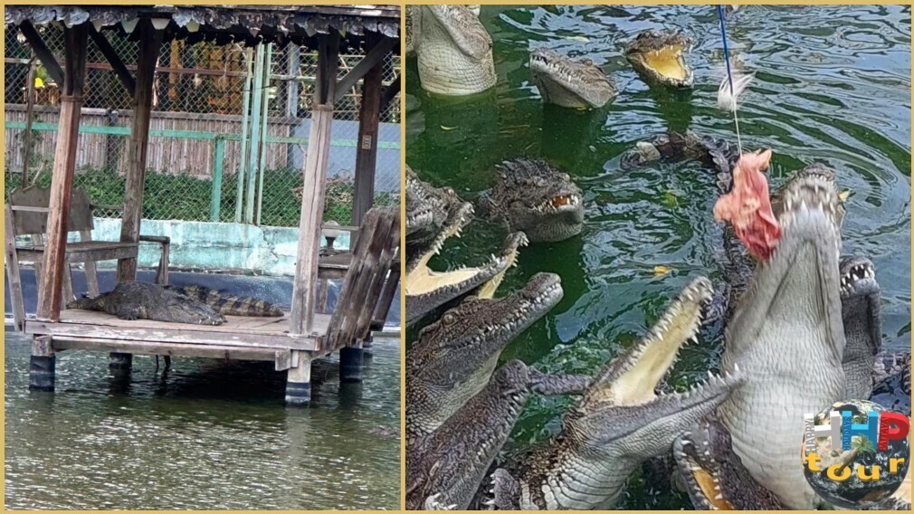 Знакомство с Сиамом, кормление крокодилов.