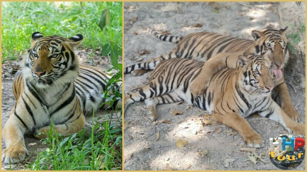 Тигры в сафари-парке Канчанабури на двухдневной экскурсии Река Квай + Сафари.