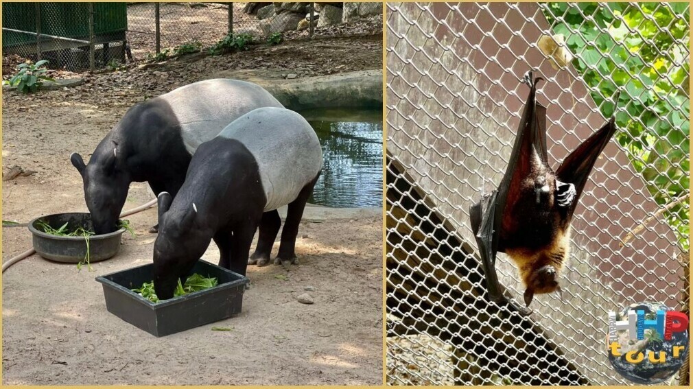 Сейшельская летучая лисица справа и слева тапиры. Зоопарк Кхао Кхео на экскурсии Тайское Сафари.