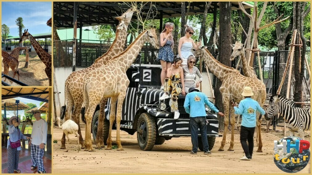 Sriayuthaya Lion Park. Вольер с жирафами.