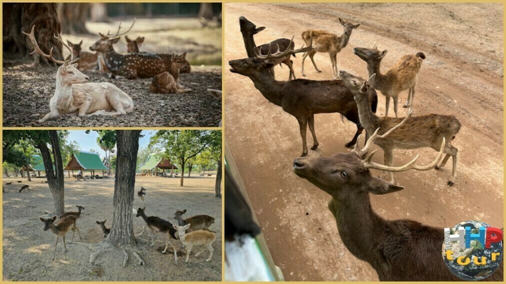 Разновидные олени в сафари-парке Канчанабури на двухдневной экскурсии Река Квай + Сафари.