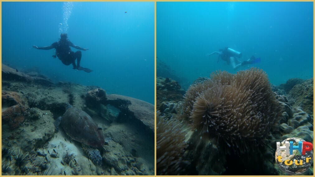 Экскурсия Побег в океан. Черепаха и плантации актиний во время дайвинга.