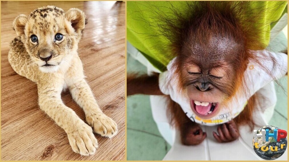 Детёныш орангутана справа, слева маленький львёнок. Зоопарк Сири на экскурсии Тайское Сафари.