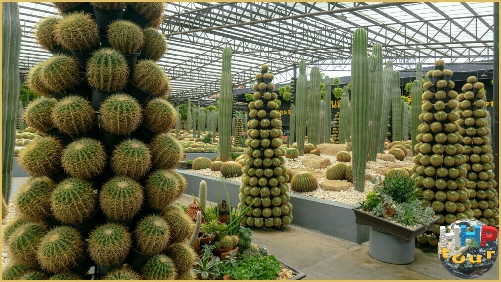 Формы кактусов — это как художество. Парк Нонг Нуч Паттайя.