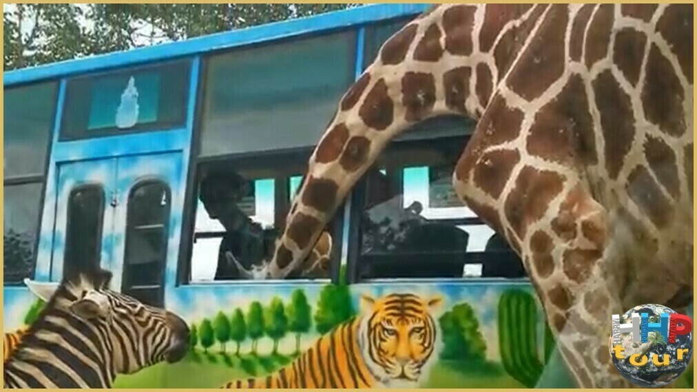 Жираф залез головой в автобус, а зебра в очереди на корм. Сафари-парк Канчанабури на двухдневной экскурсии Река Квай + Сафари.