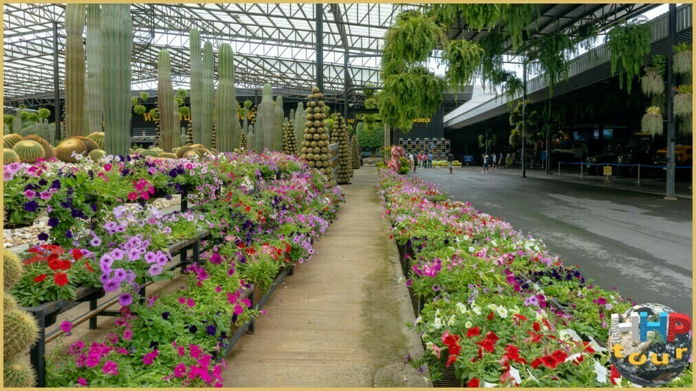 Красивый сад кактусов. Парк Нонг Нуч Паттайя.