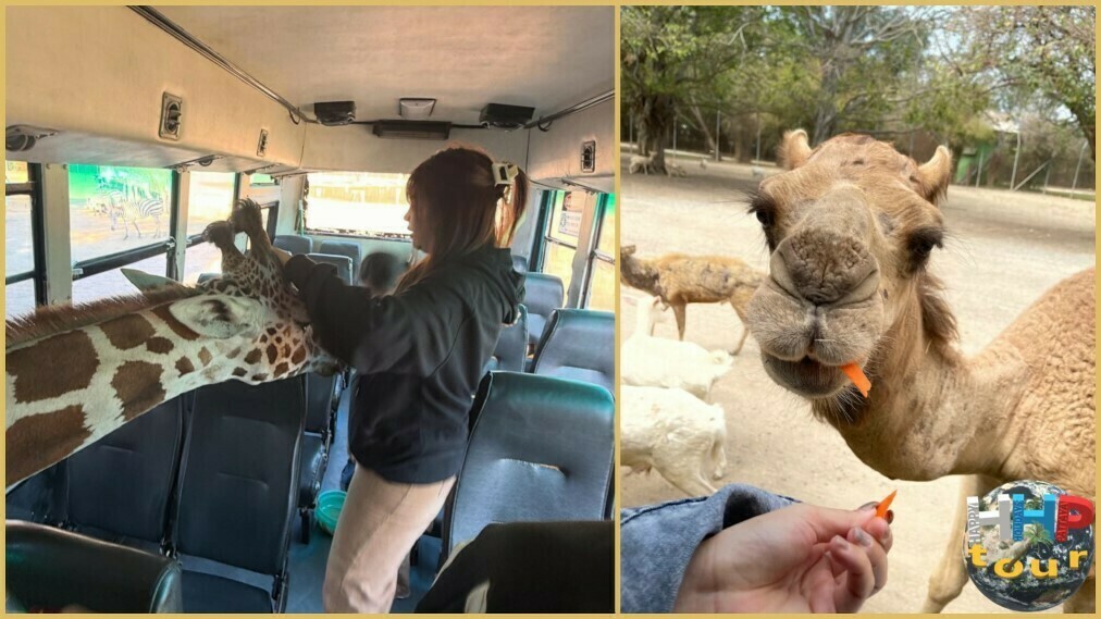 Экскурсия Квай Сафари и Каньон Летающего Дракона. Сафари-парк, кормление жирафов и верблюдов сидя в автобусе.