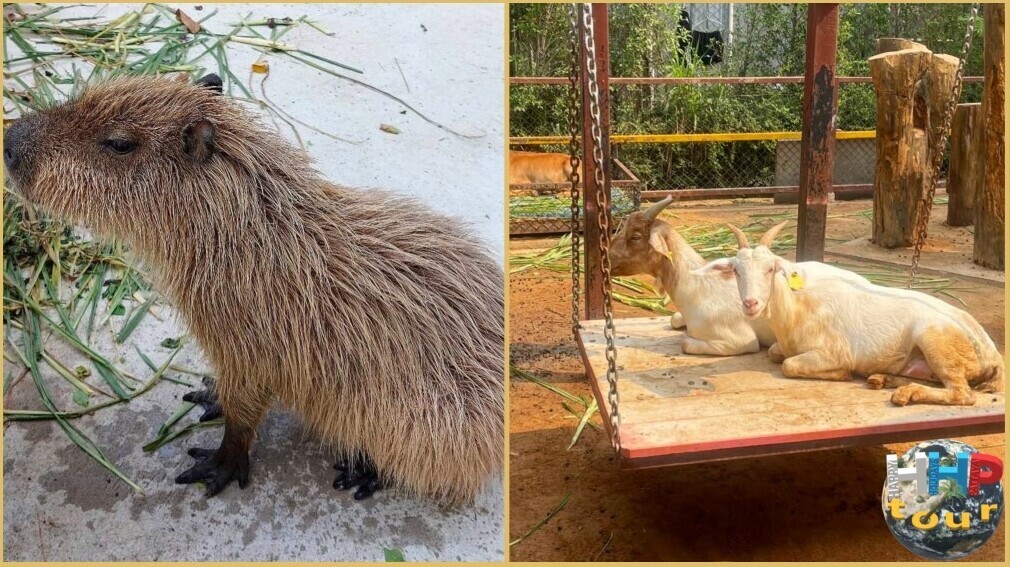 Справа козы на качели, слева самый крупный грызун в мире капибара. Зоопарк Сири на экскурсии Тайское Сафари.