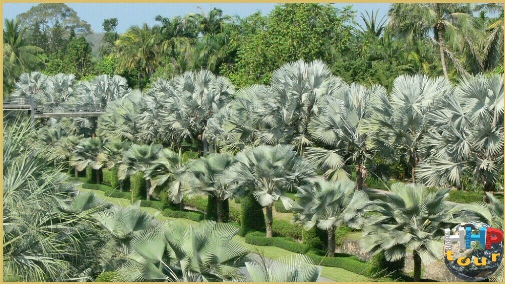 Голубой сад из пальм в парке Нонг Нуч Паттайя.