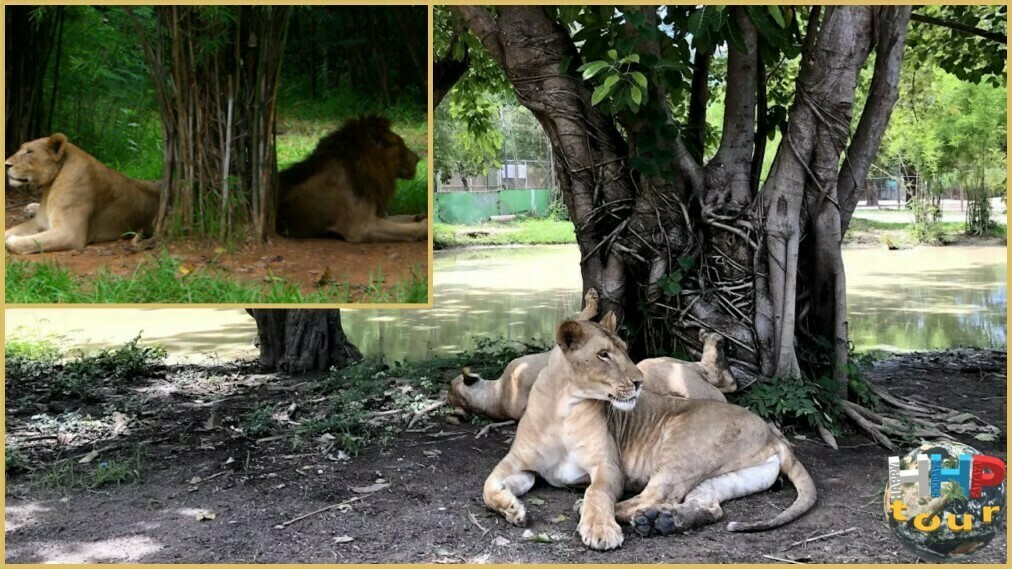 Невозмутимые львы в сафари-парке Канчанабури на двухдневной экскурсии Река Квай + Сафари.