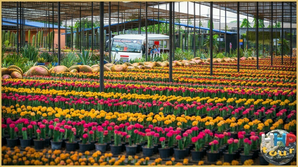 Питомник кактусов в Паттайском Нонг Нуче.