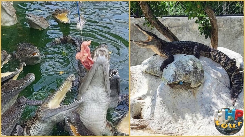 Кормление крокодилов. Тигровый зоопарк Сири. Экскурсия Тайское Сафари.