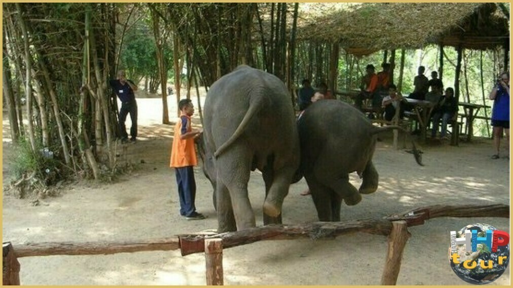 Слоны стоят на передних конечностях во время шоу в деревне слонов, на двухдневной экскурсии Река Квай + Сафари.