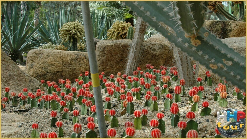 Кактусовые джунгли в парке Нонг Нуч Паттайя.