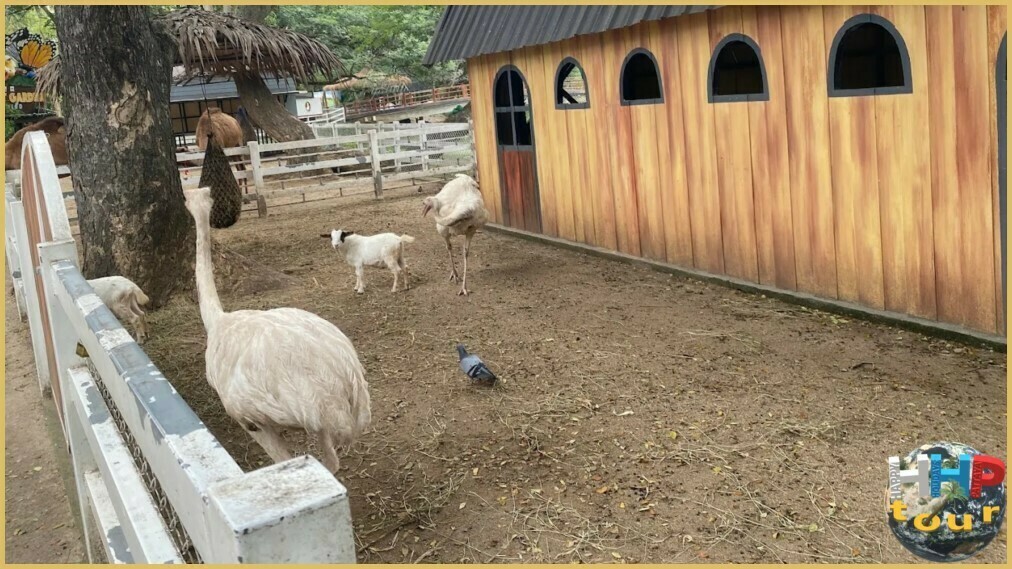 Страусы и козлята в контактном зоопарке на экскурсии Квай Сафари и Каньон Летающего Дракона.