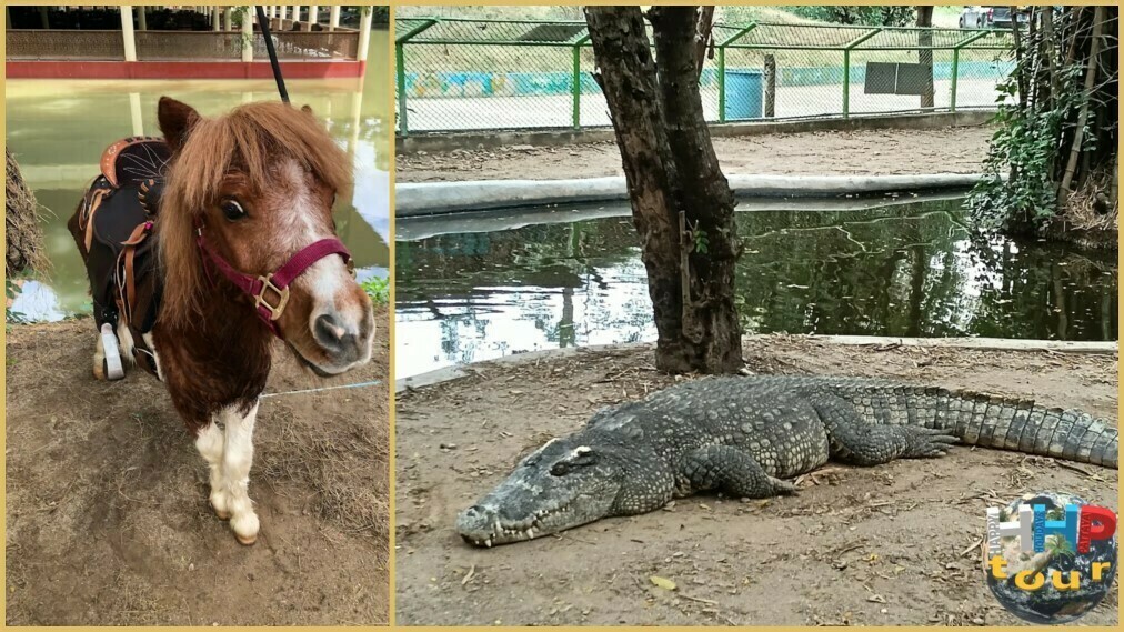Пони и крокодилы в контактном зоопарке на экскурсии Квай Сафари и Каньон Летающего Дракона.