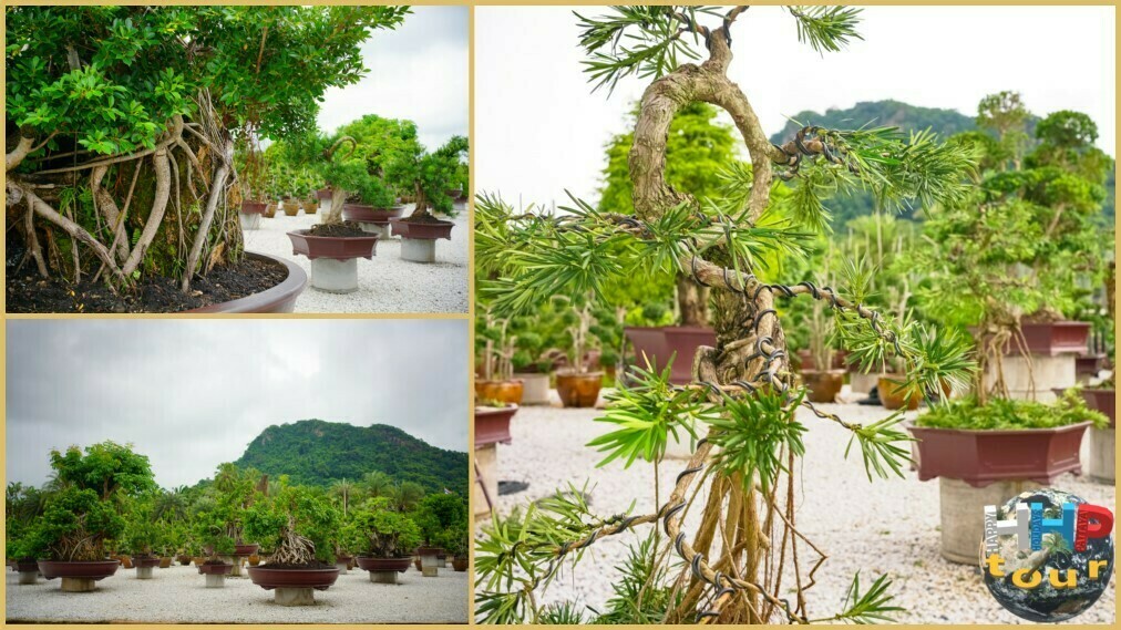 Сад бонсай. Здесь пересекаются мир искусства маленьких деревьев и красота природного ландшафта парка. Посещаем на экскурсии в парке Нонг Нуч Паттайя.