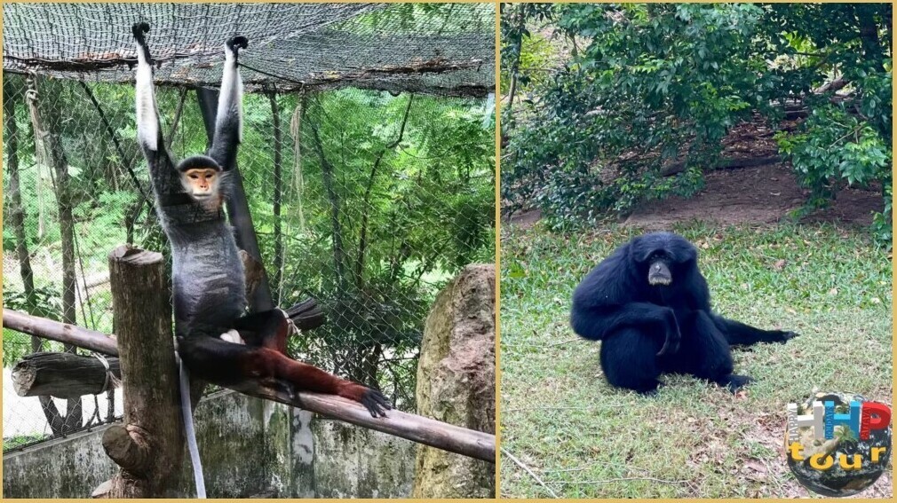 Сиаманга — самый крупный вид гиббоновых и слева пятицветная обезьяна черноногий тонкотел. Зоопарк Кхао Кхео на экскурсии Тайское Сафари.