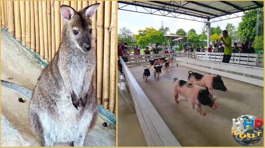 Поросячьи бега справа и слева сумчатое животное валлаби. Зоопарк Сири на экскурсии Тайское Сафари.