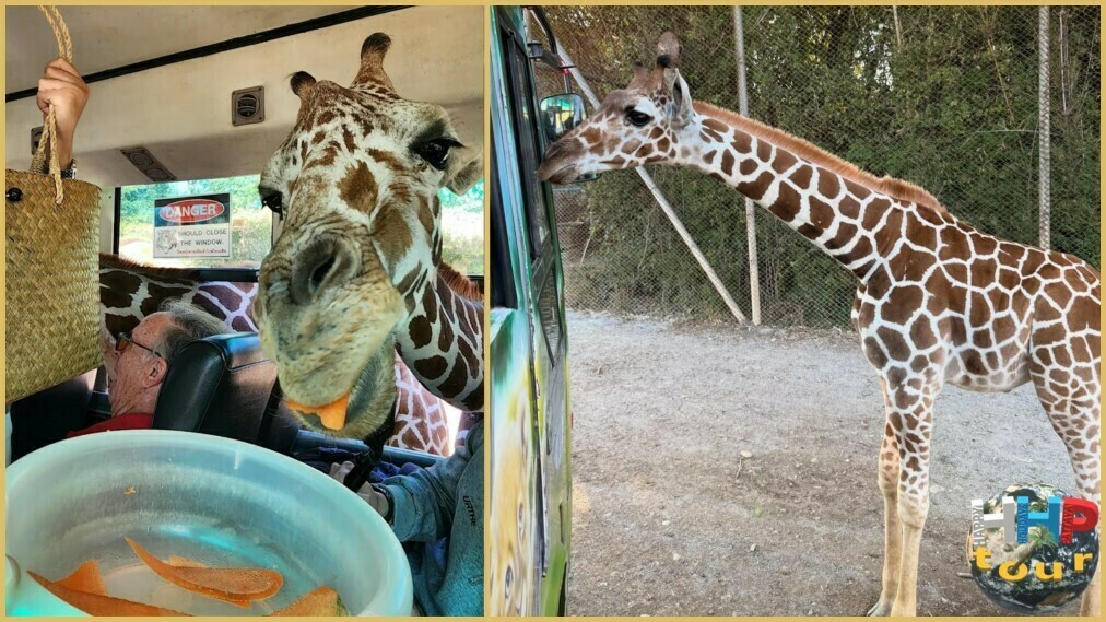 #Экскурсия Квай Сафари и Каньон Летающего Дракона. Сафари-парк, кормление жирафов из автобуса..