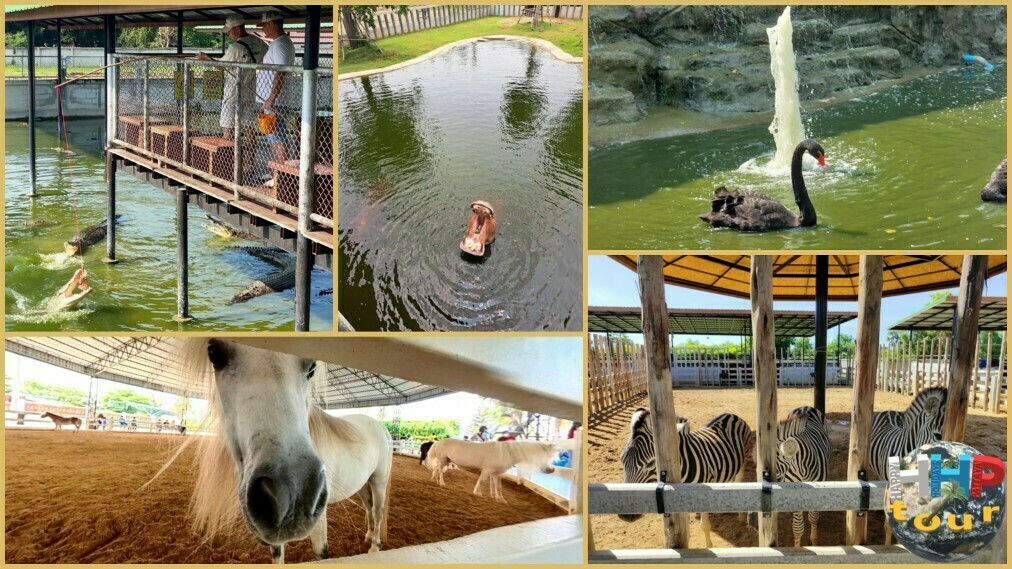 Sriayuthaya Lion Park. Крокодилы, зебры, пони, чёрные лебеди, бегемоты.