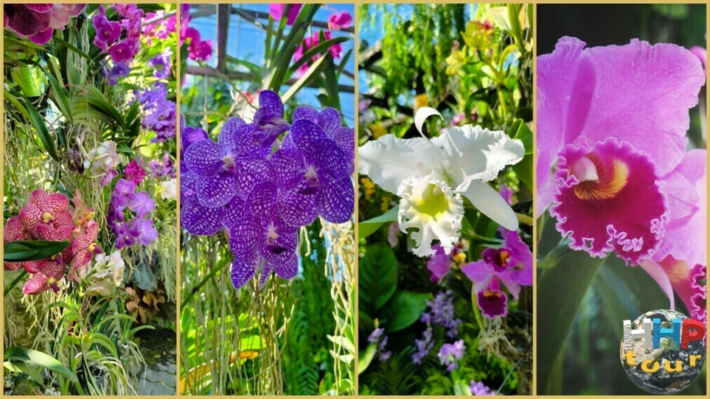 Орхидеи в ботаническом саду Нонг Нуч Паттайя, есть всегда.