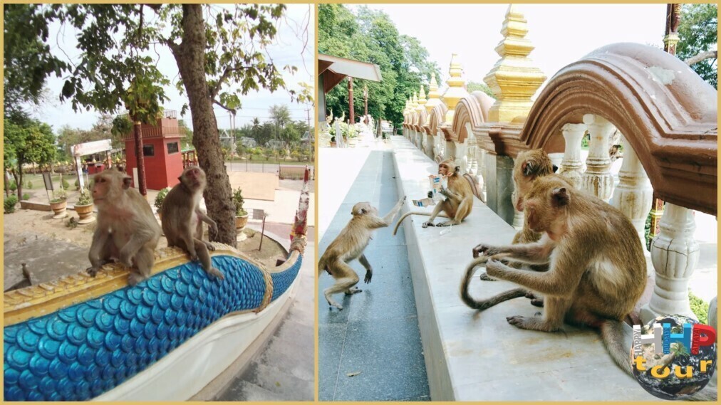 Тайский Экспресс +Река Обезьян. Пещера Tham Khao Yoi, мартышки на входе в храм.