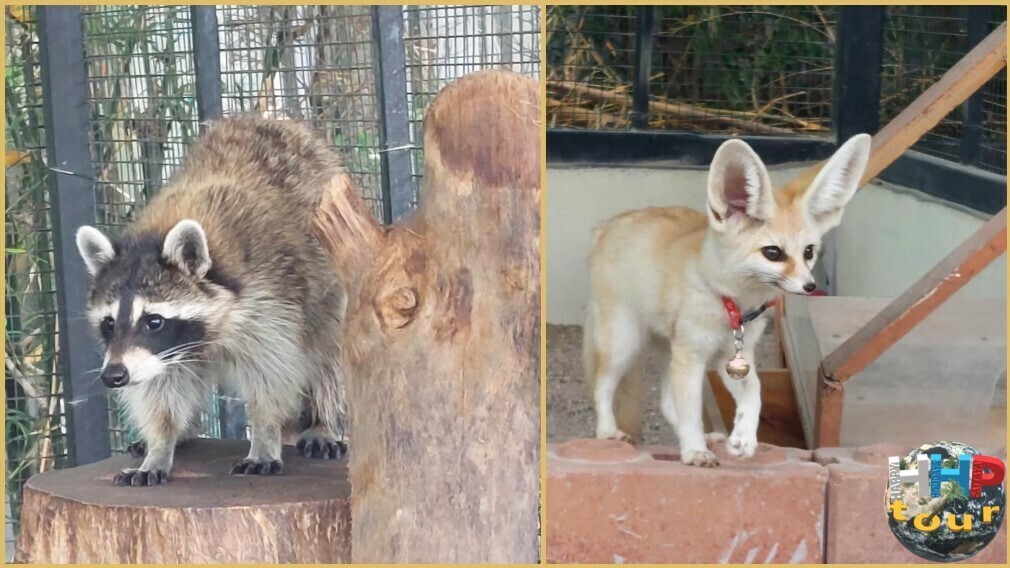 Лисица фенек справа и слева енот полоскун. Экскурсия Тайское Сафари.