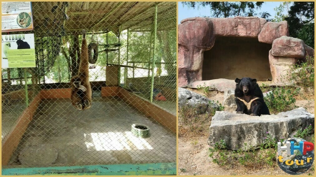 #Экскурсия Квай Сафари и Каньон Летающего Дракона. Сафари-парк, медведь и обезьяна в клетке.