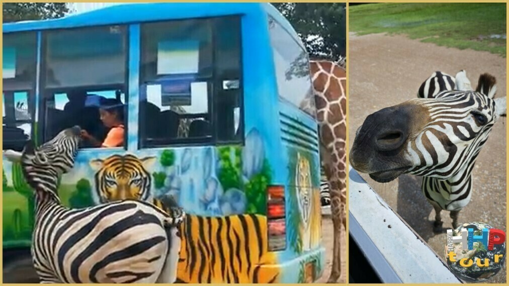 Зебра ест из рук морковку, в сафари-парке Канчанабури на двухдневной экскурсии Река Квай + Сафари.