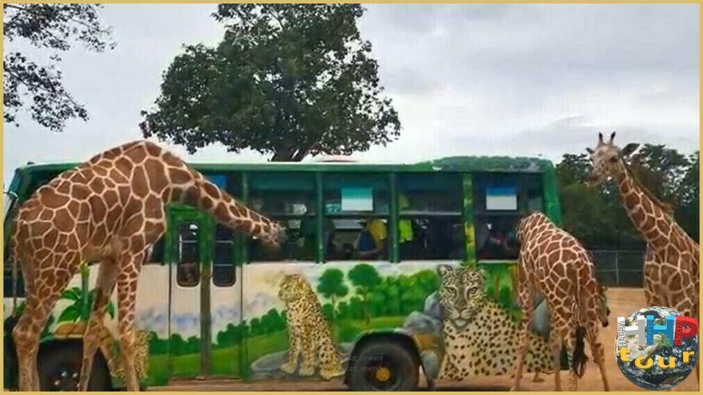Жирафам очень нравится когда их кормят туристы, в сафари-парке Канчанабури на двухдневной экскурсии Река Квай + Сафари.