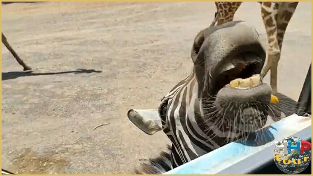 Мощная улыбка бесстрашной зебры в сафари-парке Канчанабури на двухдневной экскурсии Река Квай + Сафари.