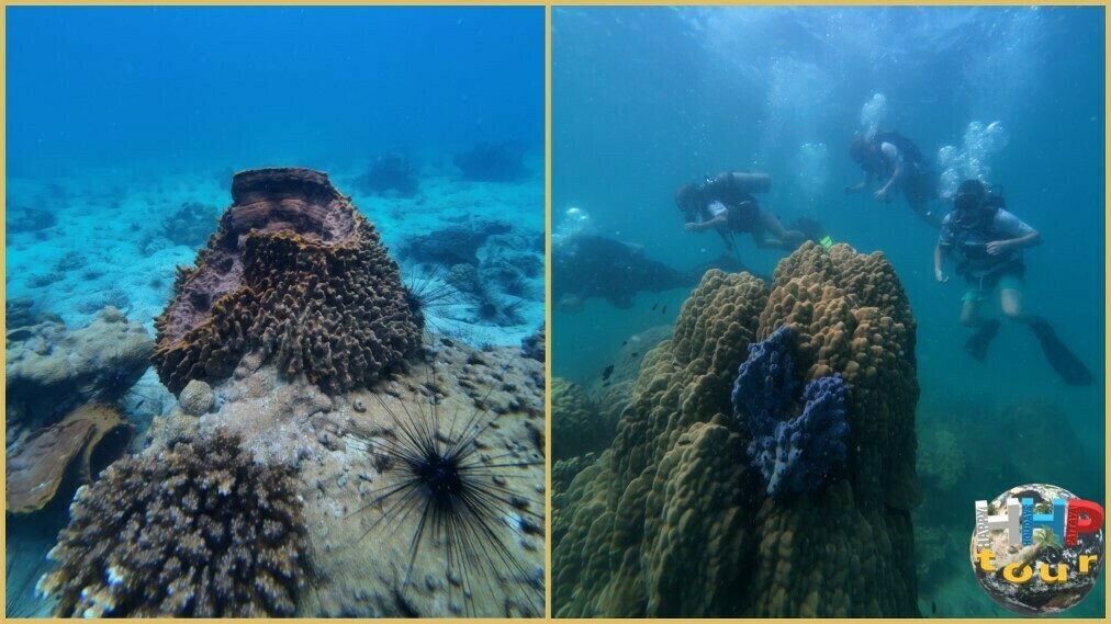 Экскурсия "Побег в океан". Подводные коралловые рифы с пловцами на заднем плане.