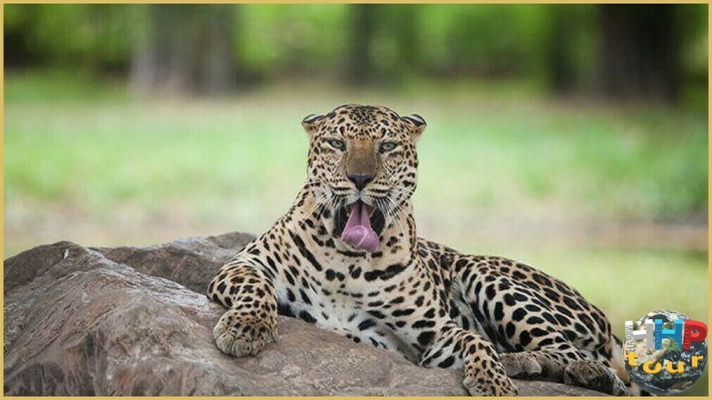 Гепарды в сафари-парке Канчанабури на двухдневной экскурсии Река Квай + Сафари.